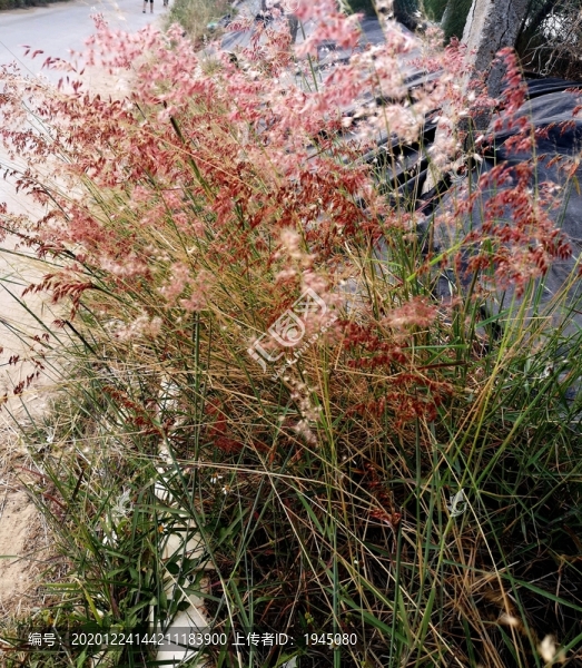 紅毛草