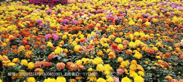 菊花展