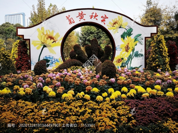 菊花展