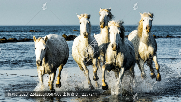 野馬
