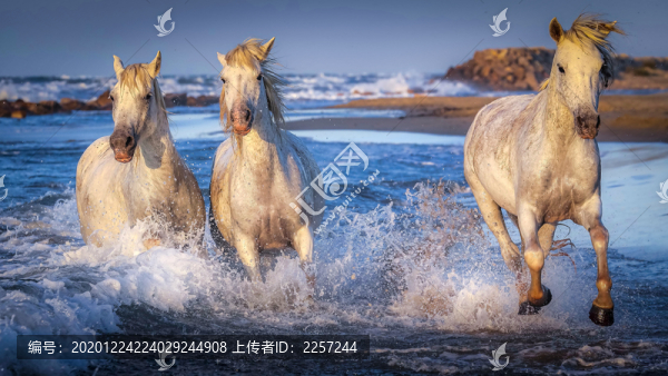 野馬