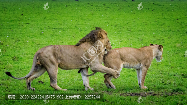 非洲獅夫婦