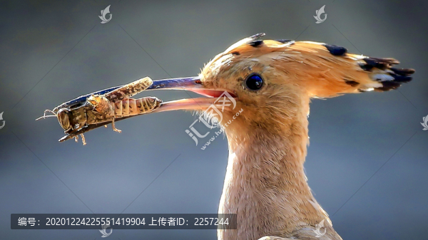 青腳鷸
