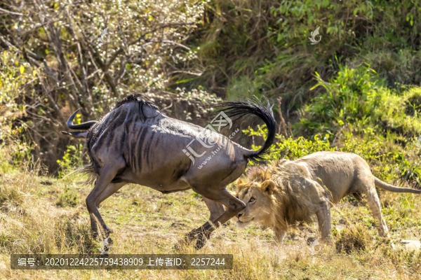雄獅與角馬