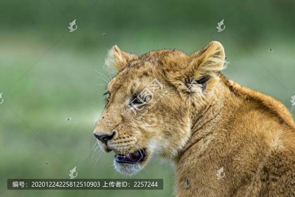 母獅子
