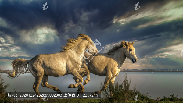 野馬