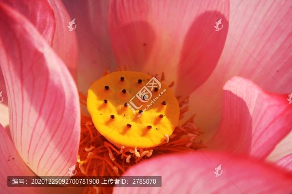紅蓮花