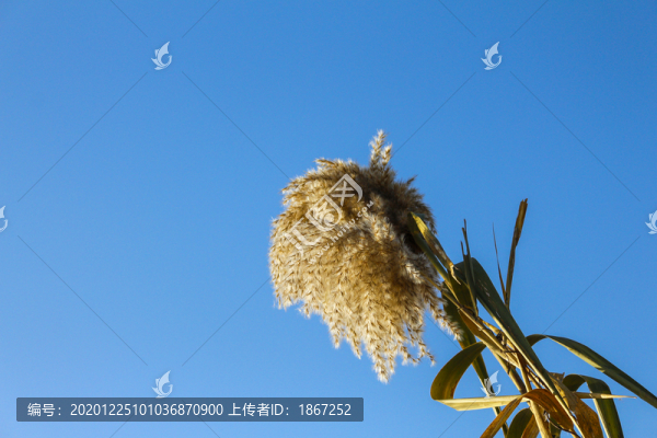 蘆葦