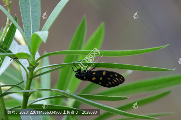 斑點黑蟬