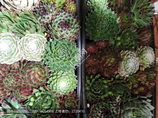 多肉植物