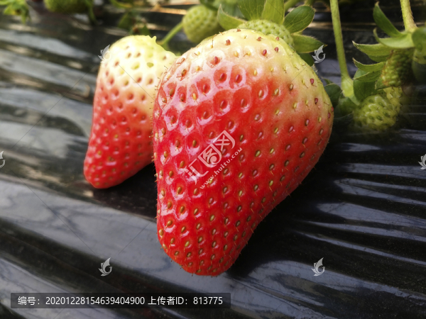大草莓