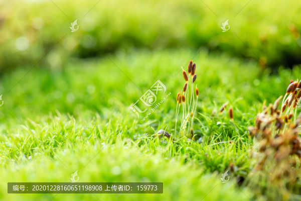 苔蘚