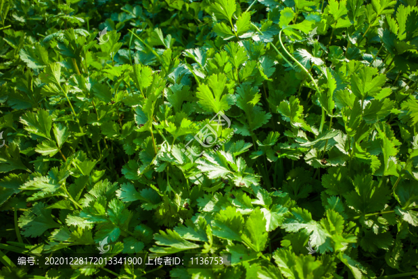 菜地香菜