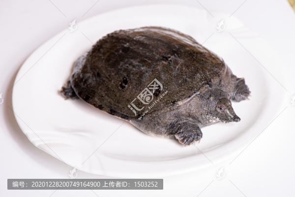 甲魚