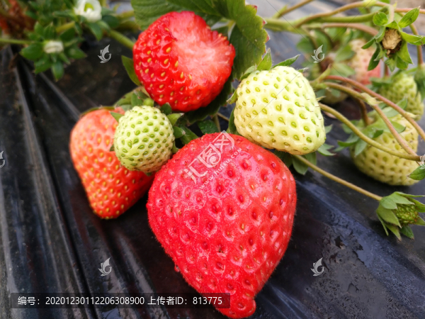 草莓拍攝果園