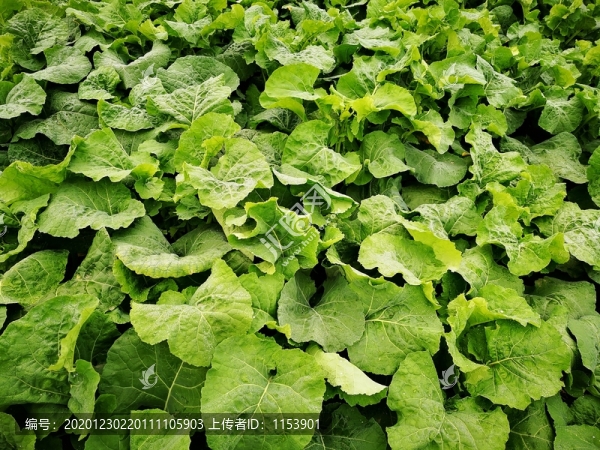 油菜
