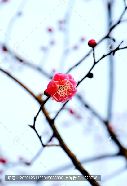 冬季梅花