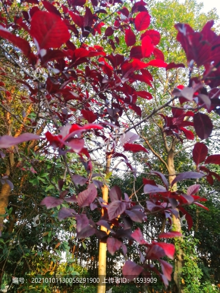 紅葉