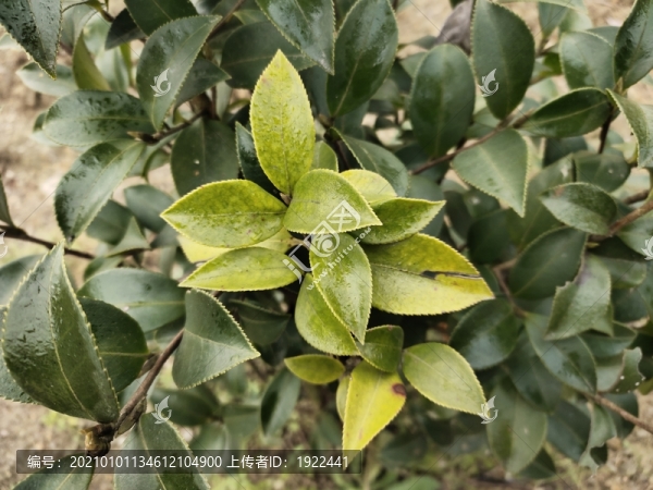 茶樹(shù)枝葉特寫(xiě)