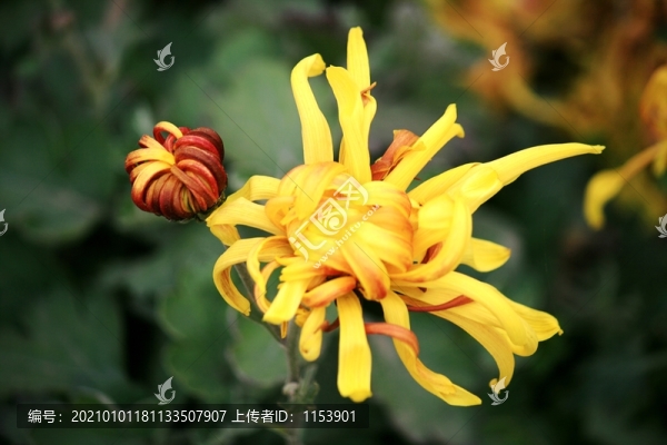 菊花