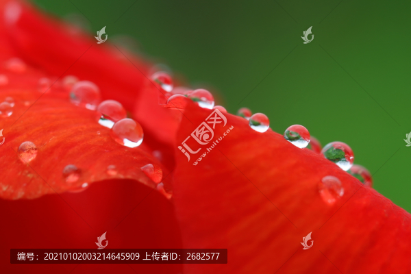 花朵上的水珠