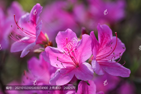 杜鵑花