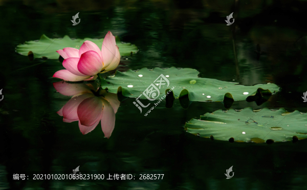荷花