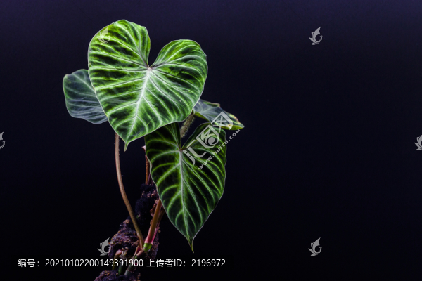 腿毛蔓綠絨