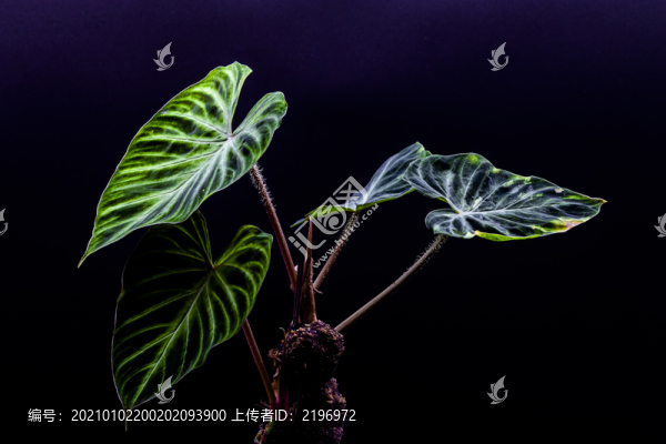 網(wǎng)紅腿毛蔓綠絨