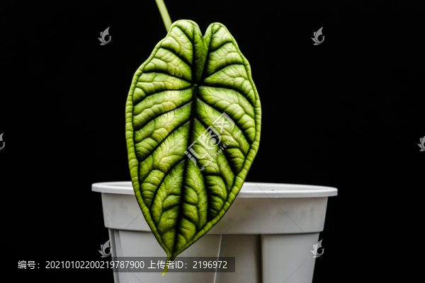 特寫龍鱗海芋葉子