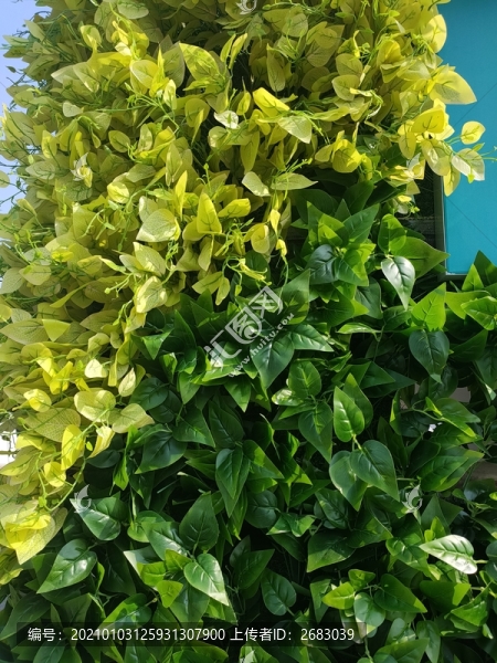 綠植墻