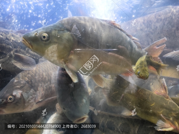 桂魚