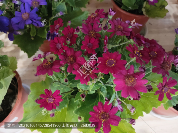 瓜葉菊