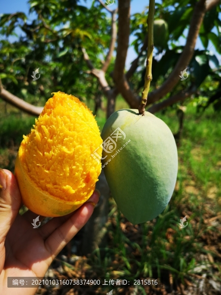 臺(tái)農(nóng)芒果
