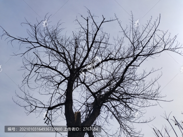 樹枝天空