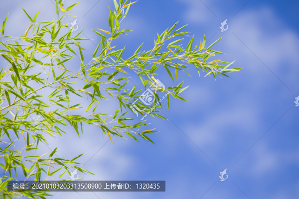 竹子