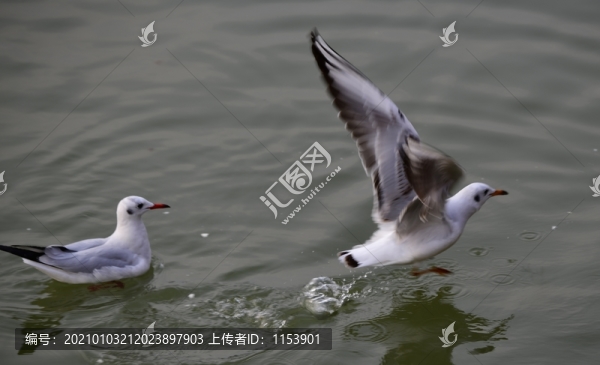 海鷗