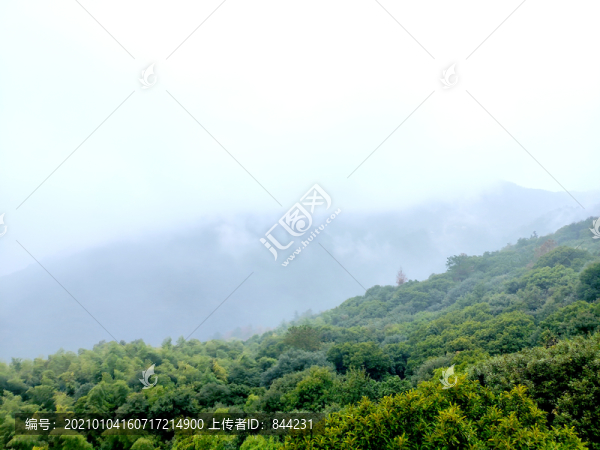 云霧繚繞的丫山原始森林