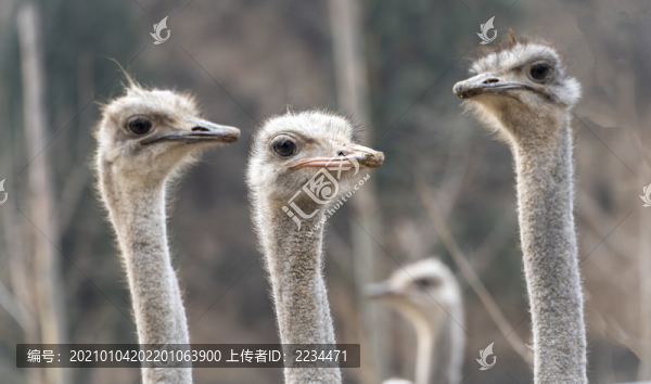 鴕鳥