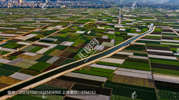 蔬菜基地