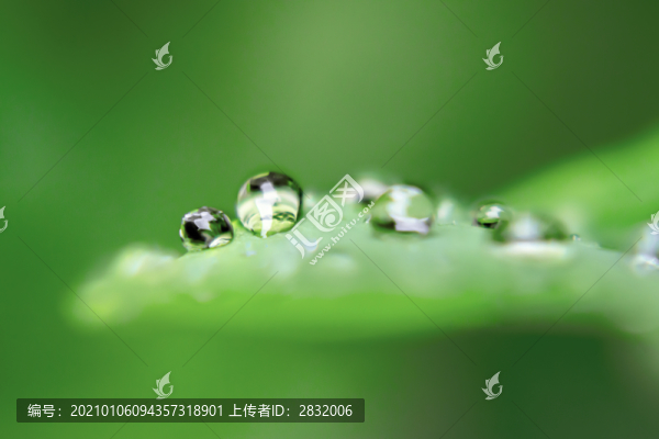 露珠