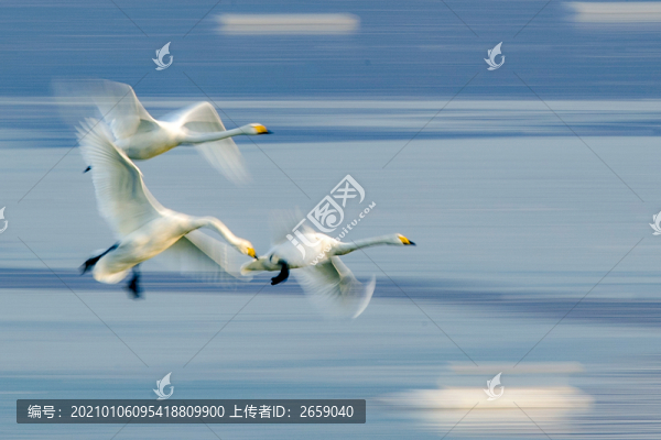 展翅飛翔