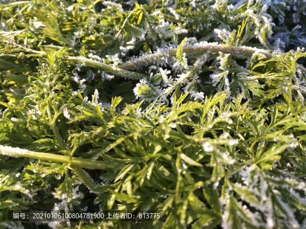 霜花菜地胡蘿卜