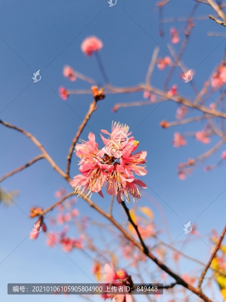 櫻花