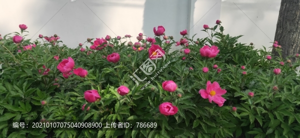 一片芍藥花