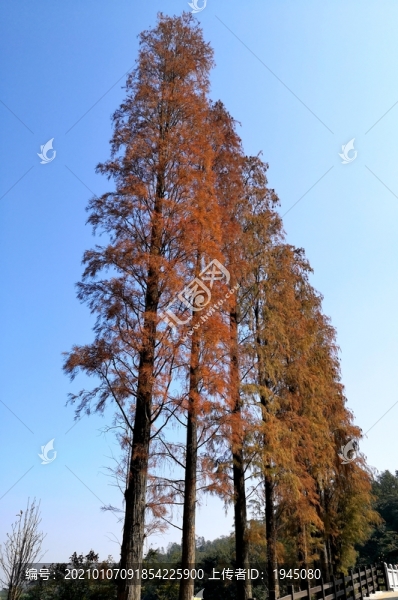 挺拔的紅杉樹