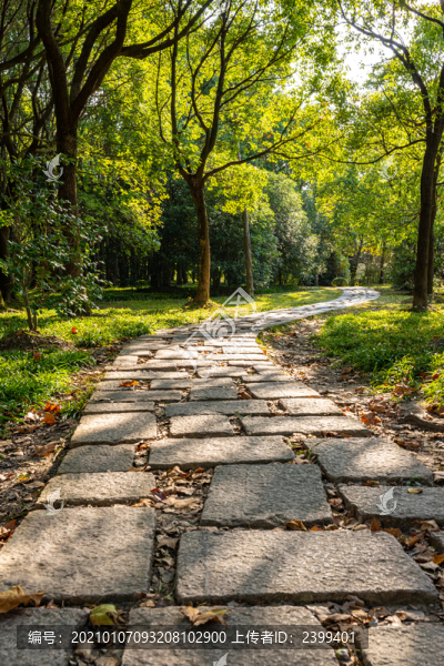 上海世紀(jì)公園森林