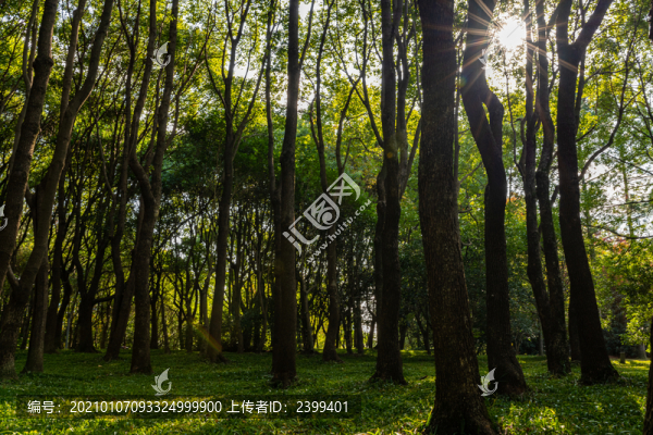 上海世紀(jì)公園森林