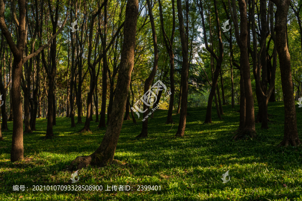上海世紀(jì)公園森林