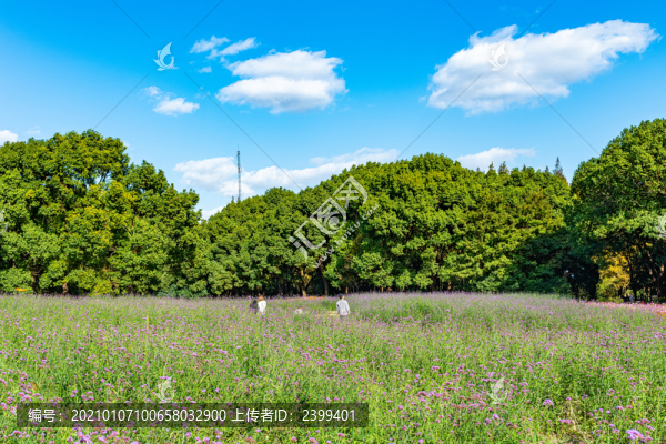 上海共青森林公園花圃